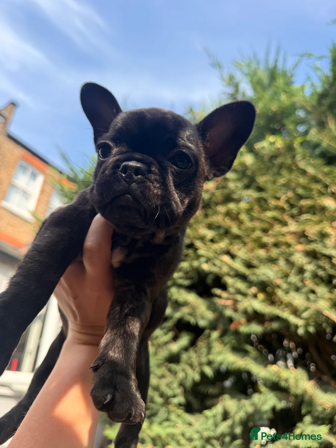 French Bulldog dogs for sale: READY NOW! Beautiful Brindle Frenchie Puppies - Advert 2