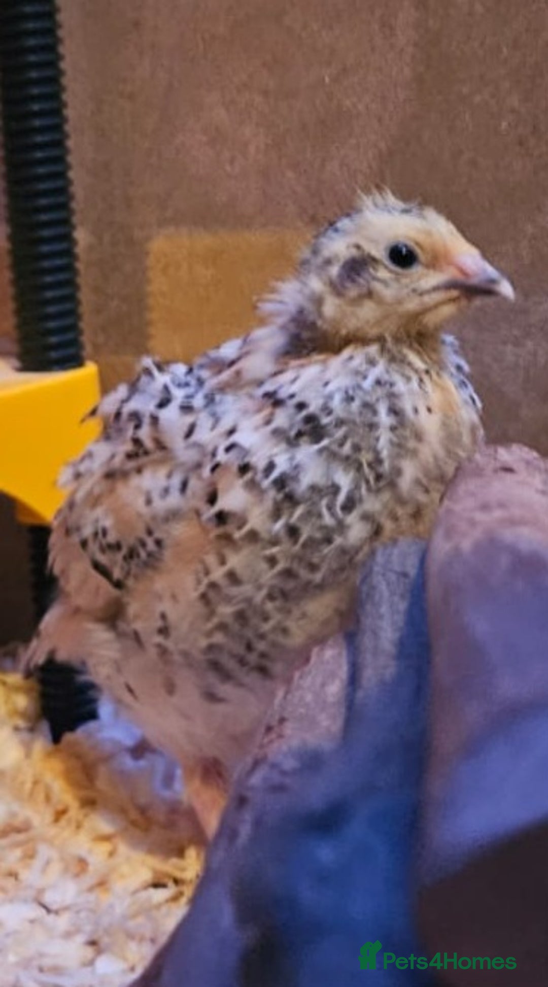 Quail poultry for sale: Beautiful coturnix quail chicks - Advert 9