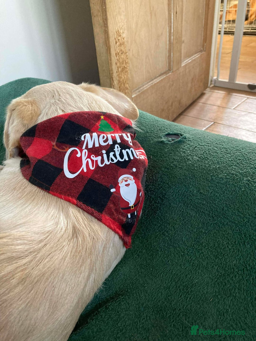 Mixed Breed dogs for adoption: REX   - Advert 9