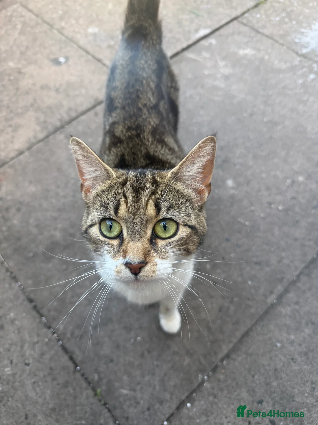 Mixed Breed cats for sale: Cat & Kittens - Free if Taken Together in Birmingham - Advert 2