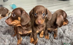 Dachshund dogs for sale: Miniature dachshund  - Image 9