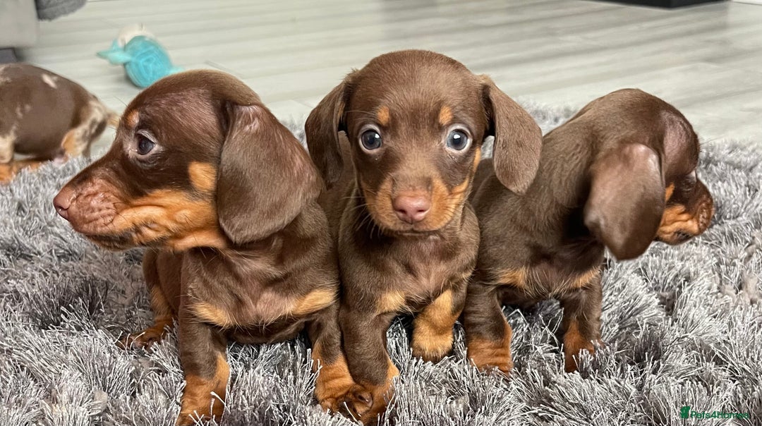 Dachshund dogs for sale: Miniature dachshund  - Image 9