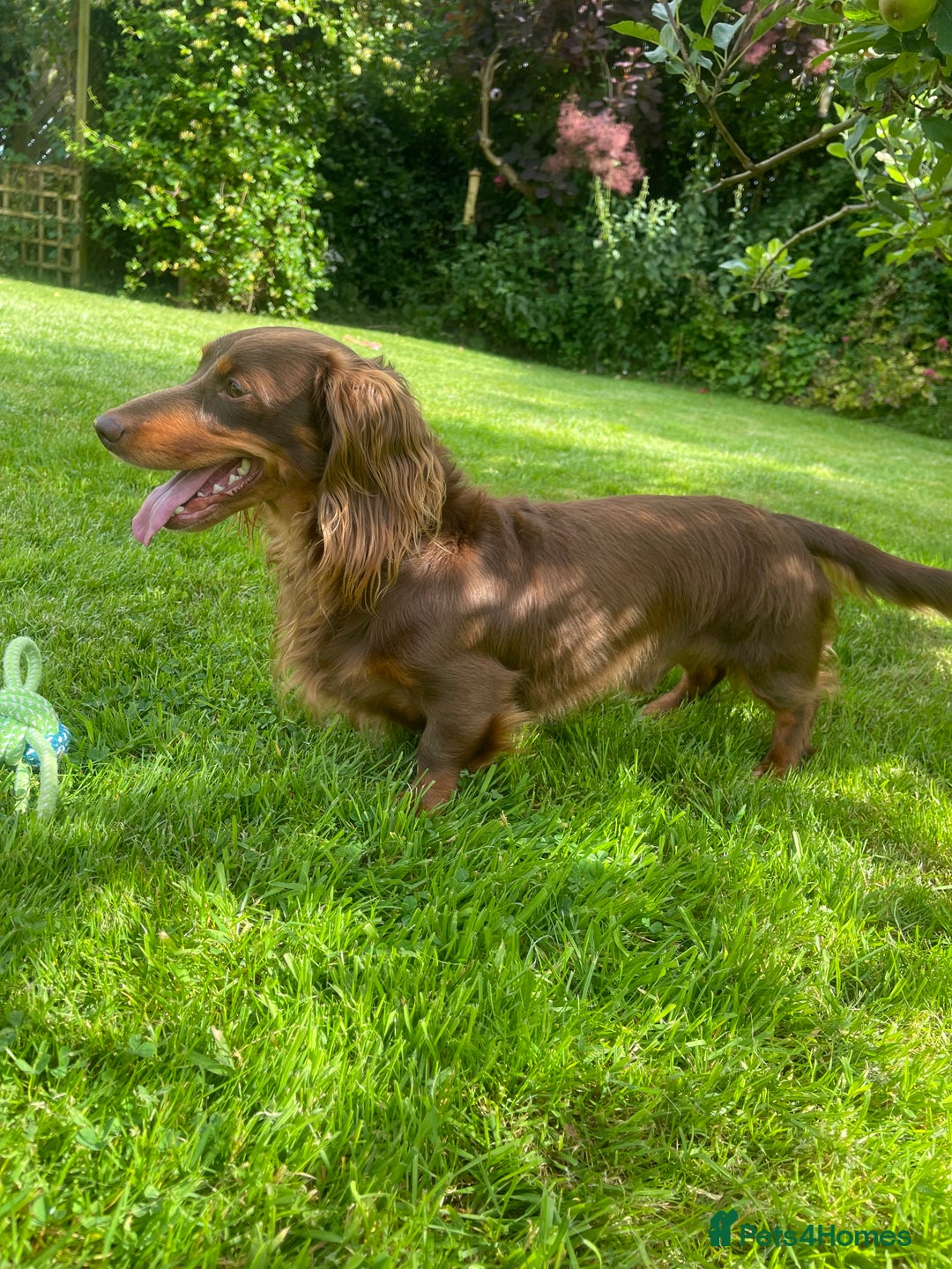 Miniature Dachshund dogs for sale: !!Beautiful Mini Dachshunds!! - Advert 7