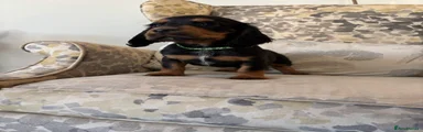 Cocker Dark Green Boy