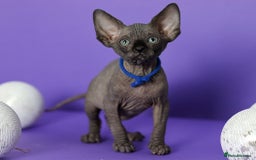 Sphynx cats for sale: Sphynx Black Solid Girls  - Advert 15