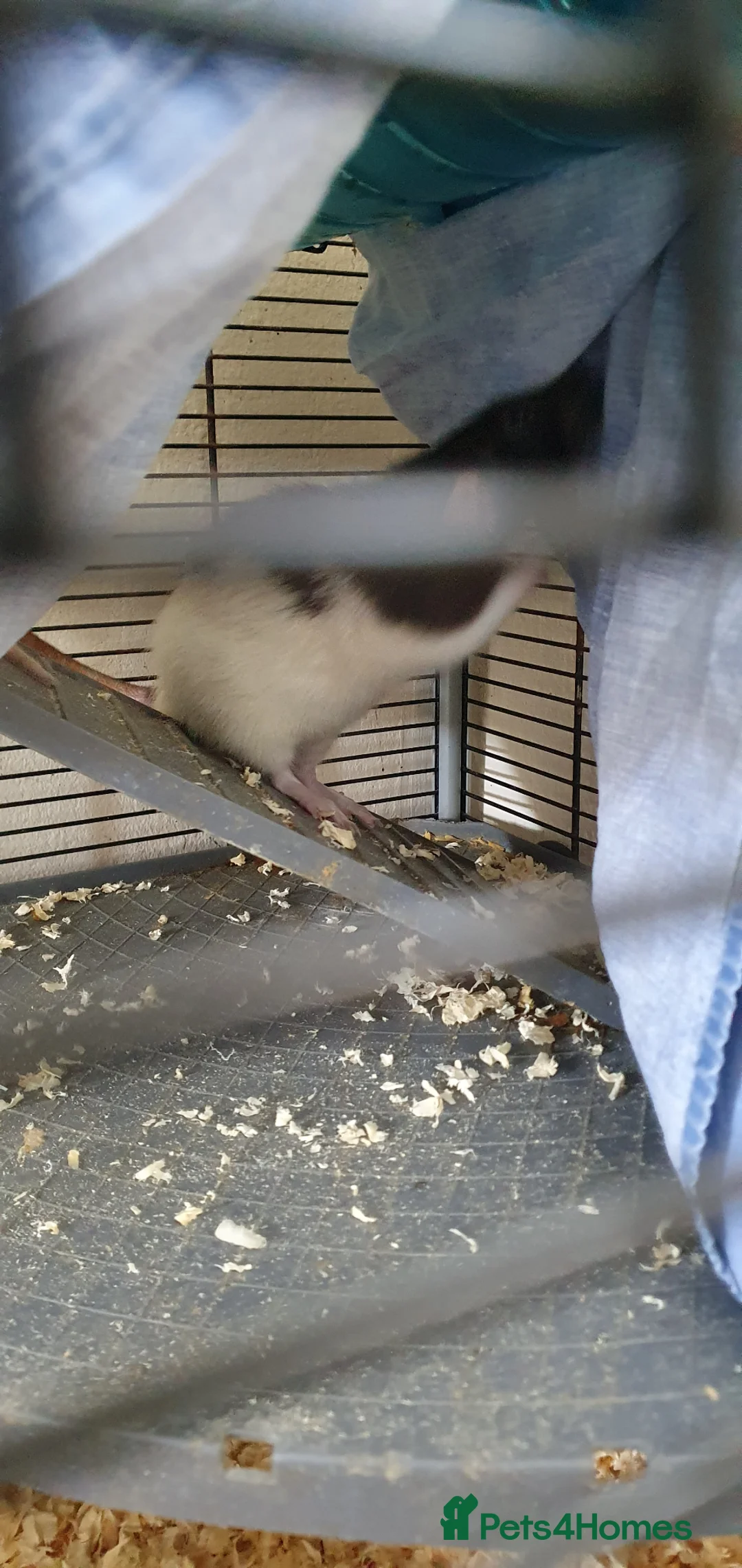 Rat rodents for sale: Rat plus set up for rehome - Advert 3