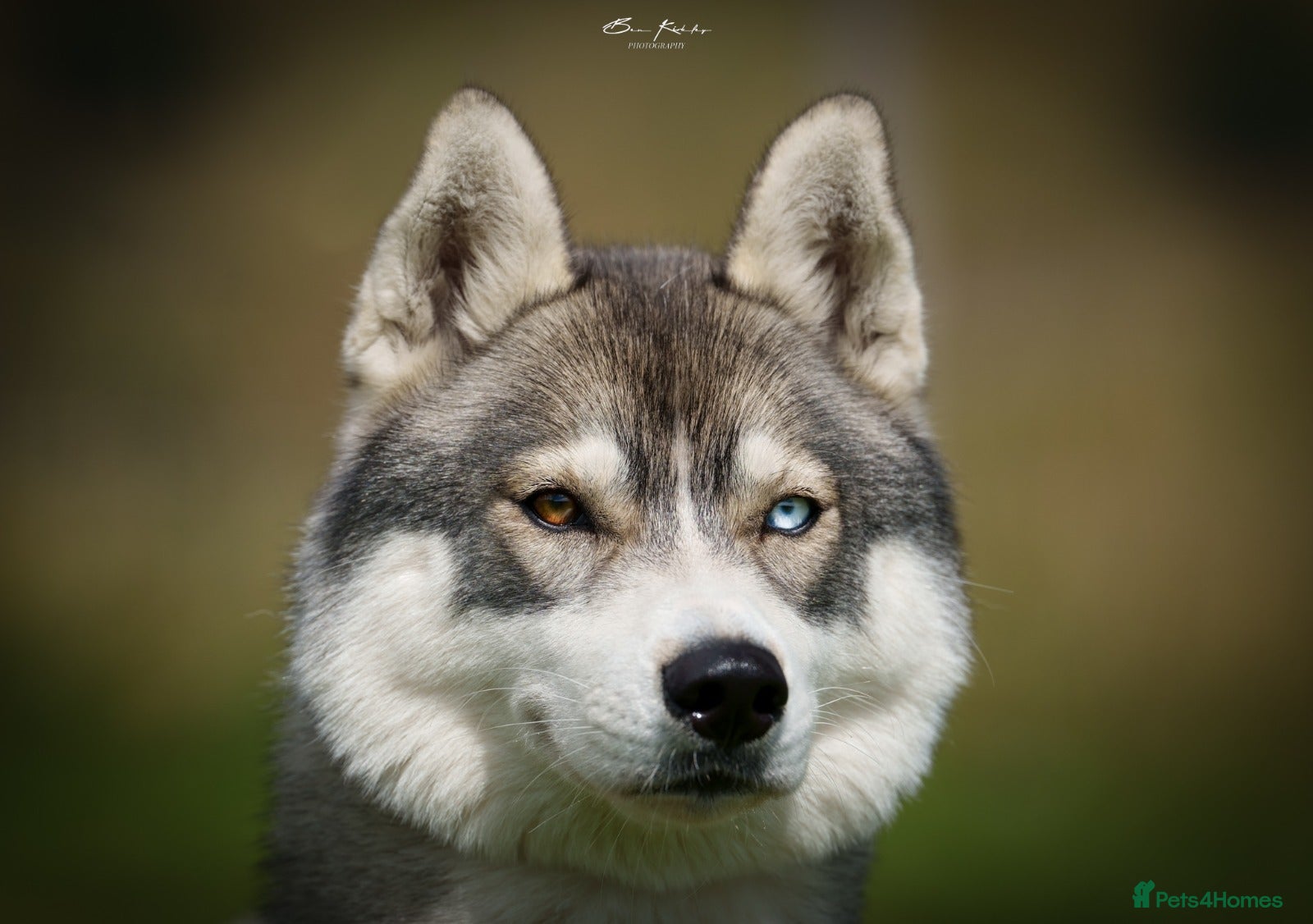 Siberian Husky dogs Adult female husky  - Advert 1
