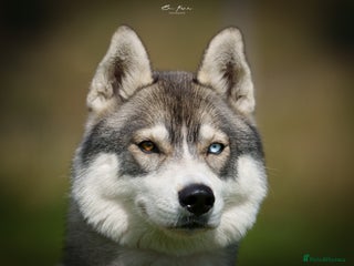Siberian Husky dogs Adult female husky - Advert 1