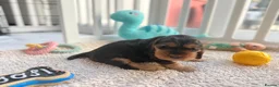 Cocker Spaniel dogs for sale: Champion Bloodline KC Show Cocker Spaniel Puppies  - Advert 26