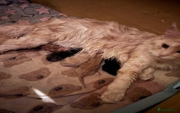 Maine Coon cats for sale: Maine Coon Pure Bred Kittens, TICA Registered - Image 9