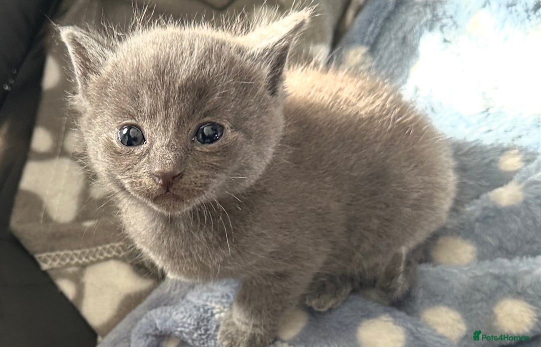 Mixed Breed cats for sale: Beautiful ragdoll x babies  in Ellesmere Port - Image 22