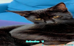 Mixed Breed cats for sale: 4 Maine Coon X Kittens Ready To Leave!!! - Image 9