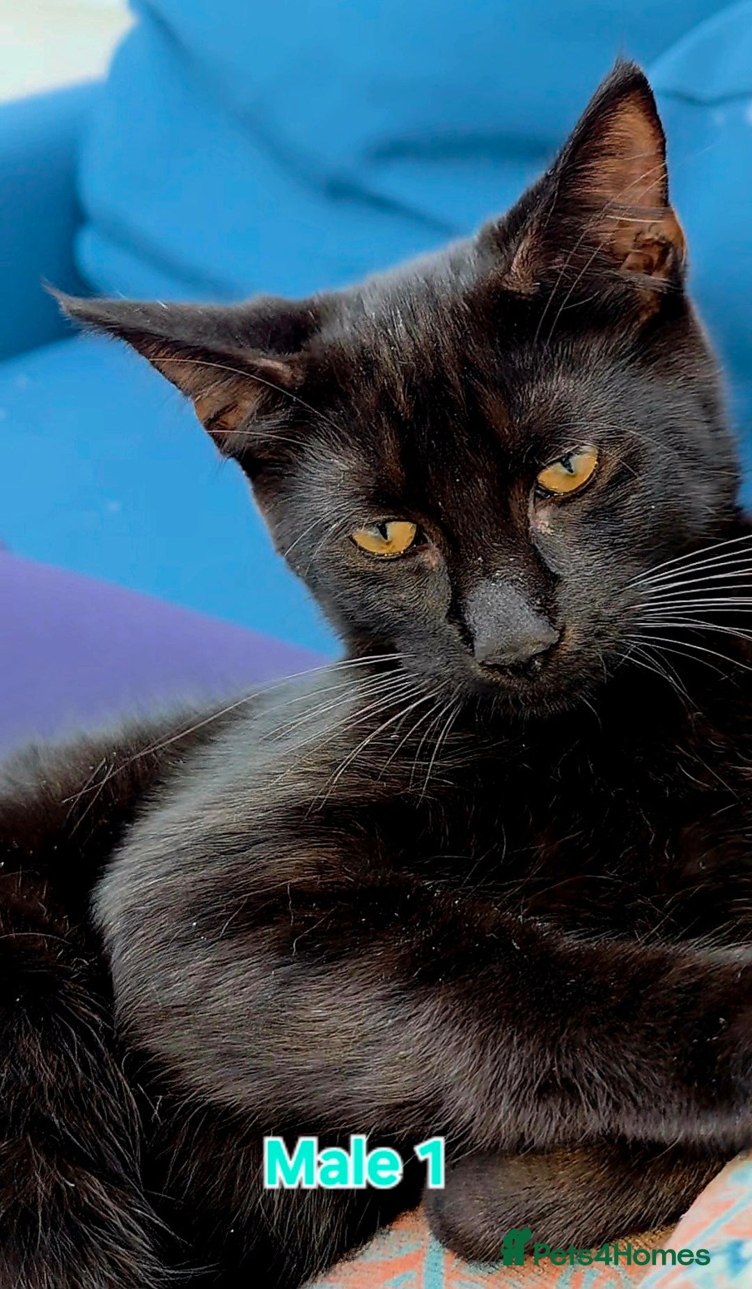 Mixed Breed cats for sale: 4 Maine Coon X Kittens Ready To Leave!!! - Image 9