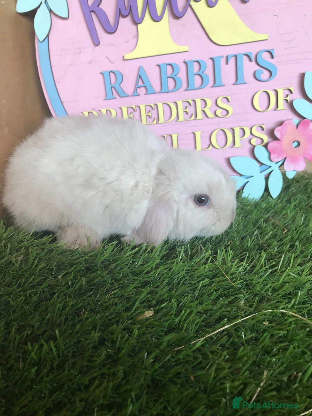 Mini Lop rabbits for sale: Mini lop baby rabbits - Image 6