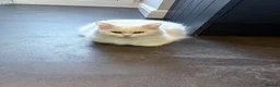 British Longhair cats for sale: British long hair crossed chunky kittens - Advert 16