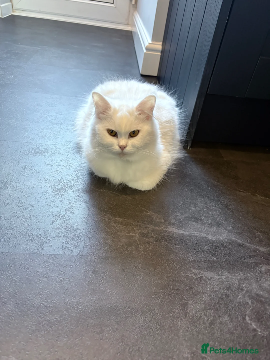 British Longhair cats for sale: British long hair crossed chunky kittens - Advert 16