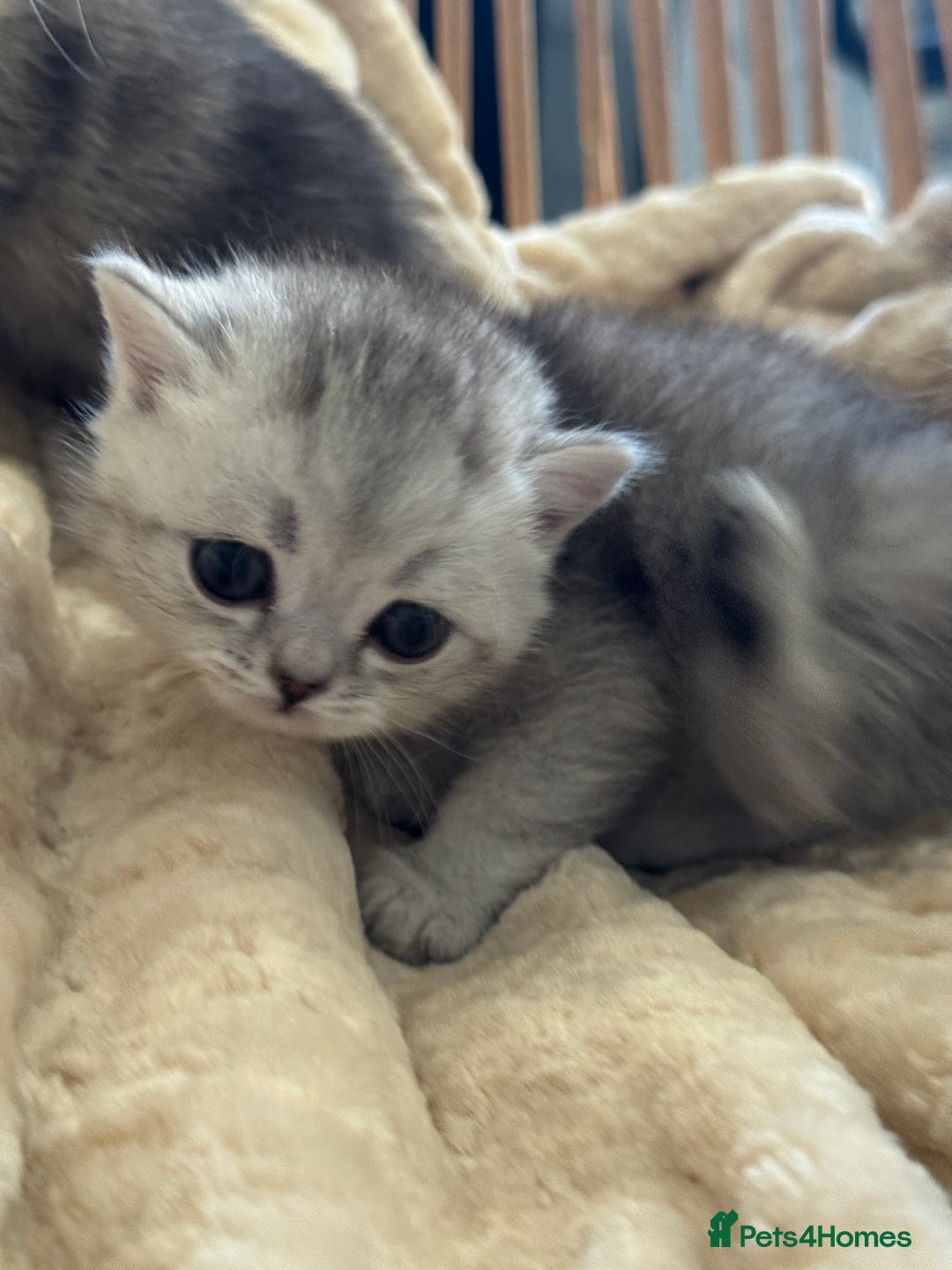 British Shorthair cats for sale: 2 Outstanding BSHLitter Chinchilla &Classic Lines) - Advert 32