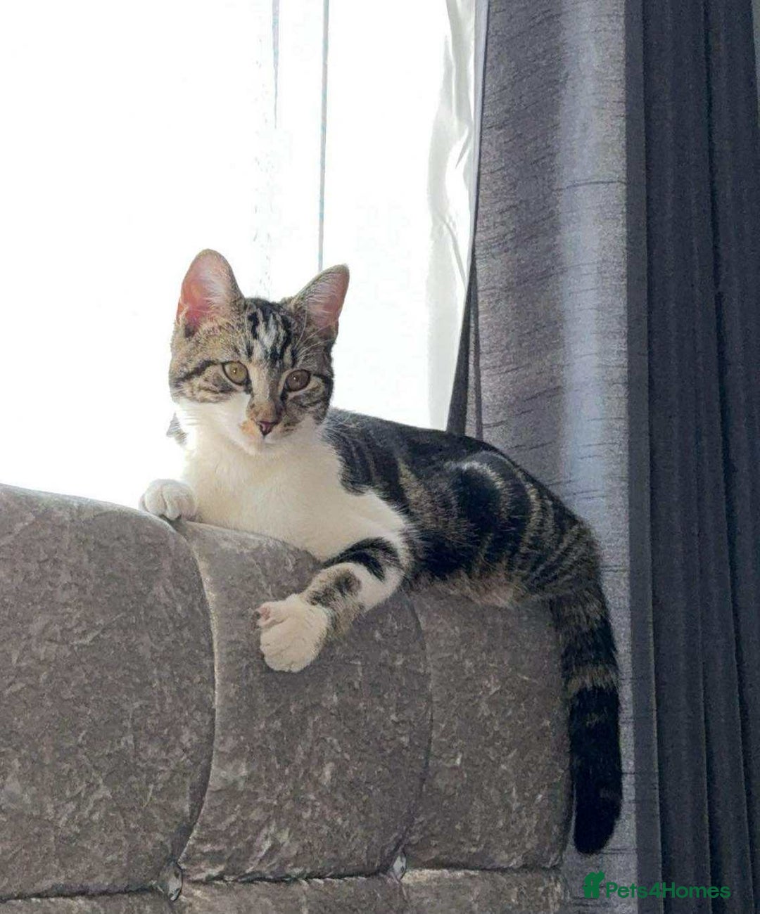 Domestic Shorthair cats for sale: For sale cat - Advert 2