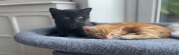 Maine Coon cats for sale: Maine coon crossed kittens for sale - Advert 22