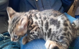Bengal cats for sale: Ready Now stunning Bengal kittens - Image 12
