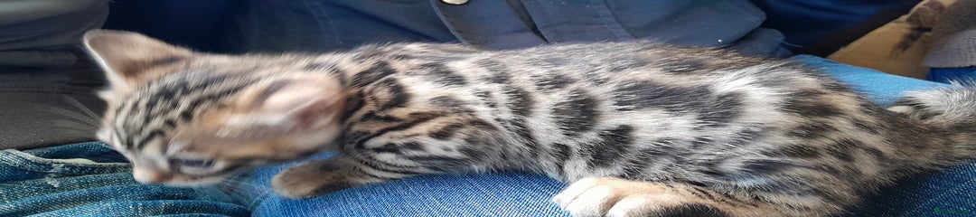 Bengal Kitten 3