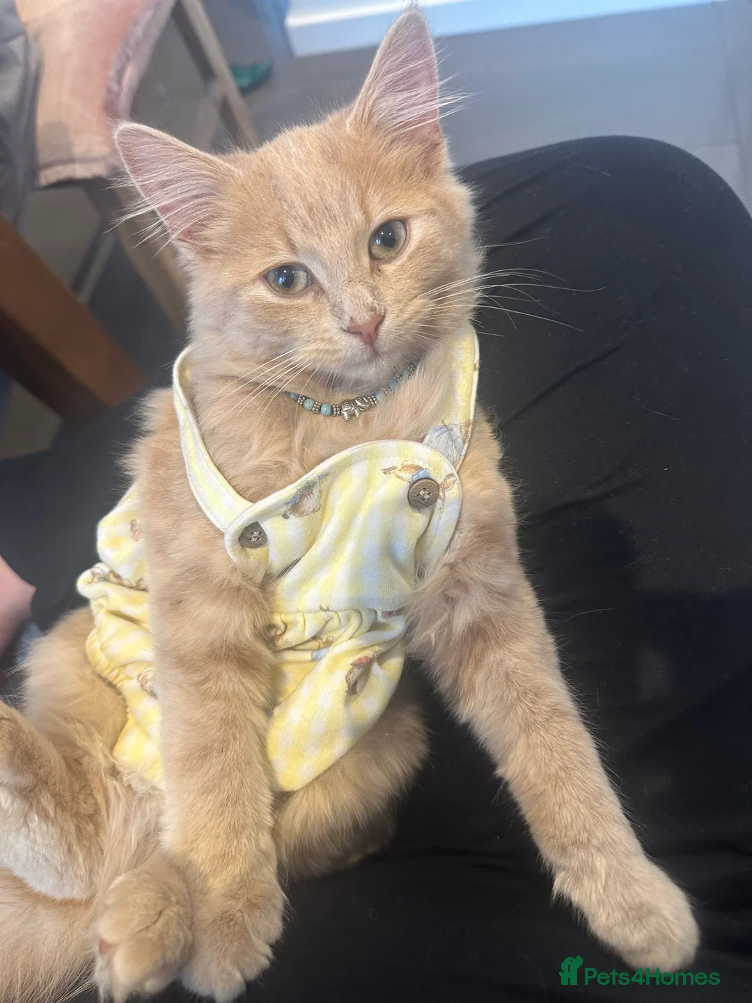 Maine Coon cats for sale: Beautiful Maincoon cross kitten for sell - Advert 14