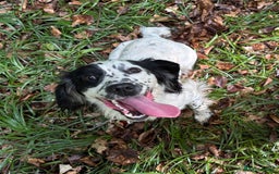Sprocker dogs for sale: Sprocker Puppies - Image 14