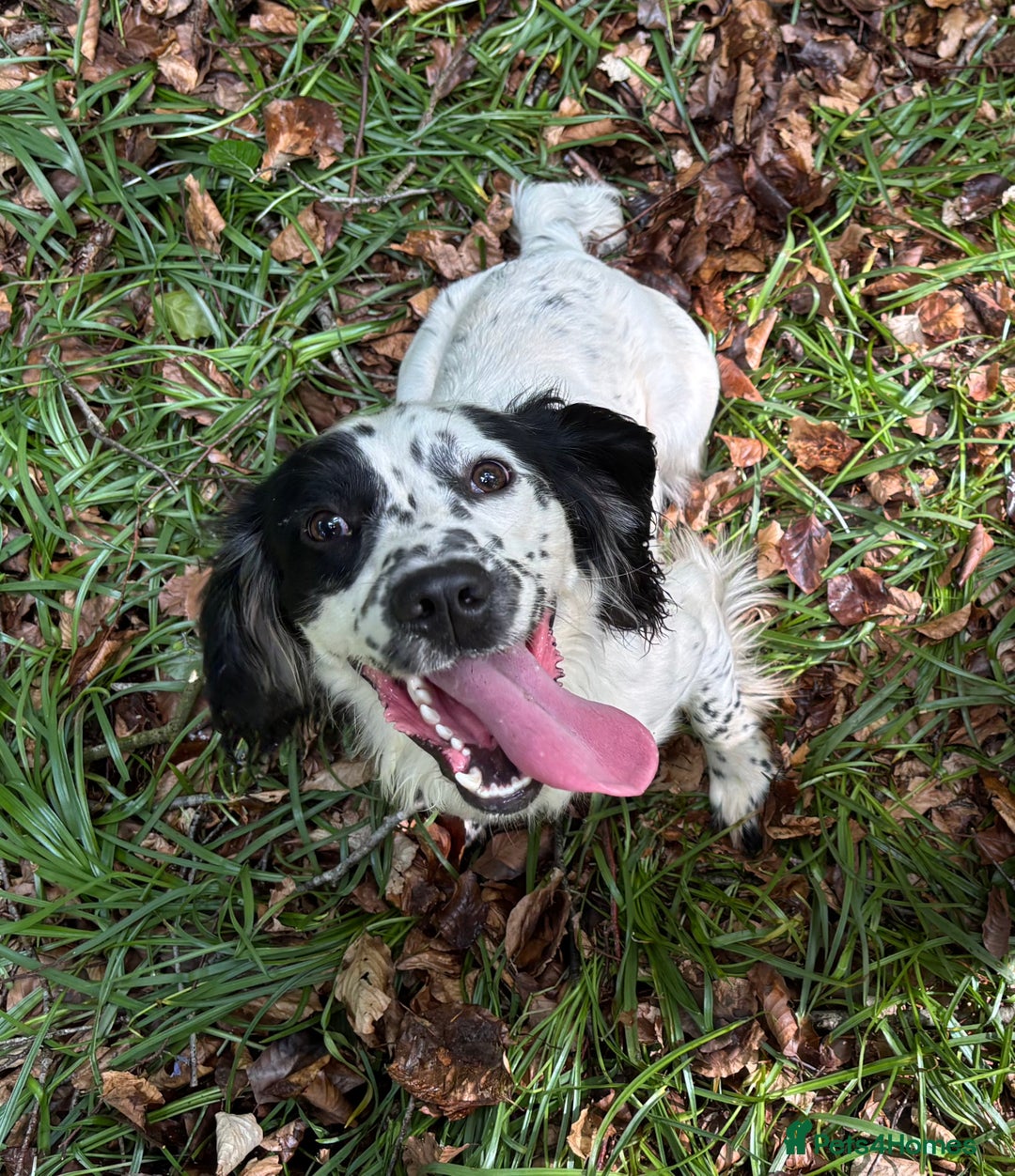 Sprocker dogs for sale: Sprocker Puppies - Image 14