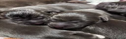 Labrador Retriever dogs for sale: Stunning Labrador Puppies   - Advert 4