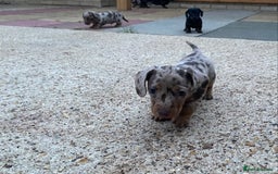 Miniature Dachshund dogs for sale: Miniature Dachshund 🌟4 BOYS🌟 - Image 5