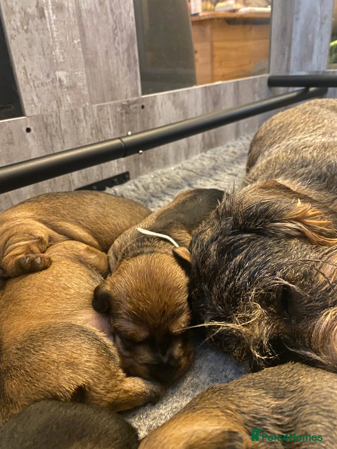 Miniature Dachshund dogs for sale: Supreme KC Miniature Wirehaired Dachshunds! - Advert 26