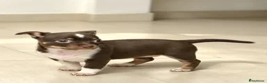 Chihuahua 3