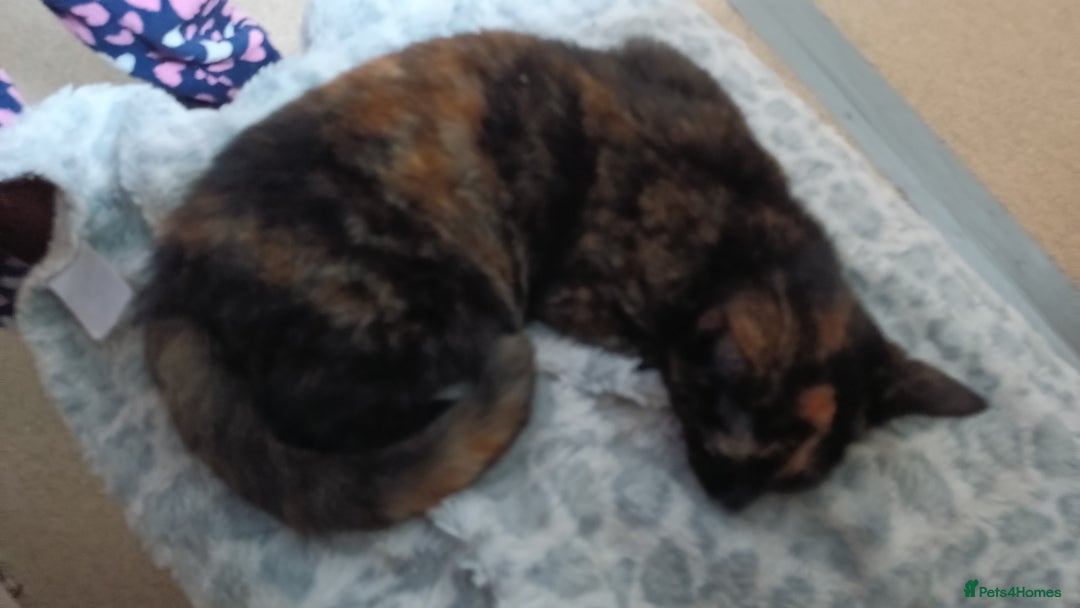 Domestic Shorthair cats for sale: Domestic short hair kittens  - Image 1