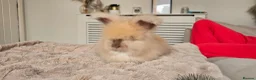 Angora rabbits for sale: 🐰English angora last boy ready now🐰 - Advert 7