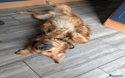 Golden Retriever dogs for stud: KC health and hip check golden retriever  - Image 12
