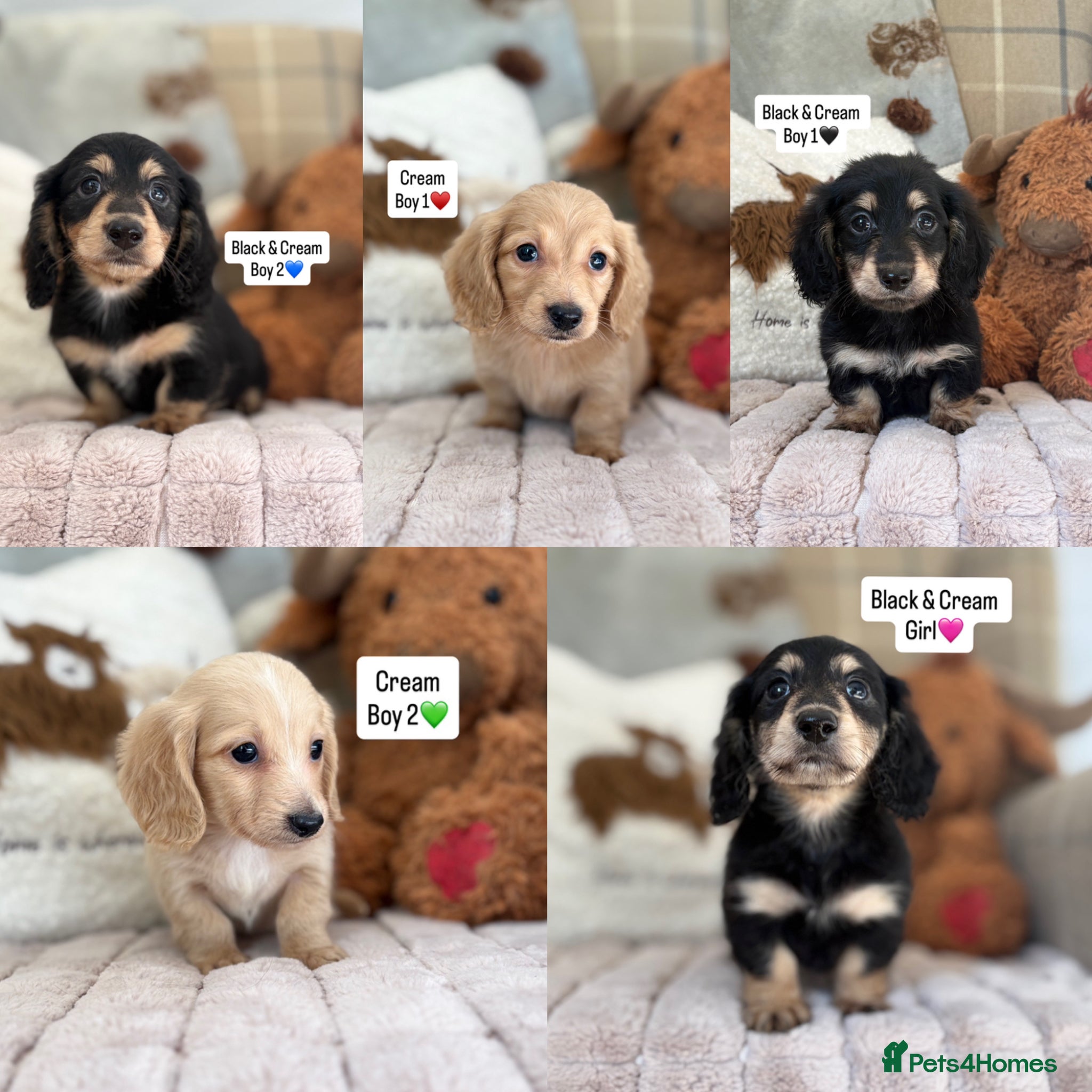 Miniature Dachshund dogs KC MINIATURE LONG HAIRED DACHSHUNDS💛 - Advert 1