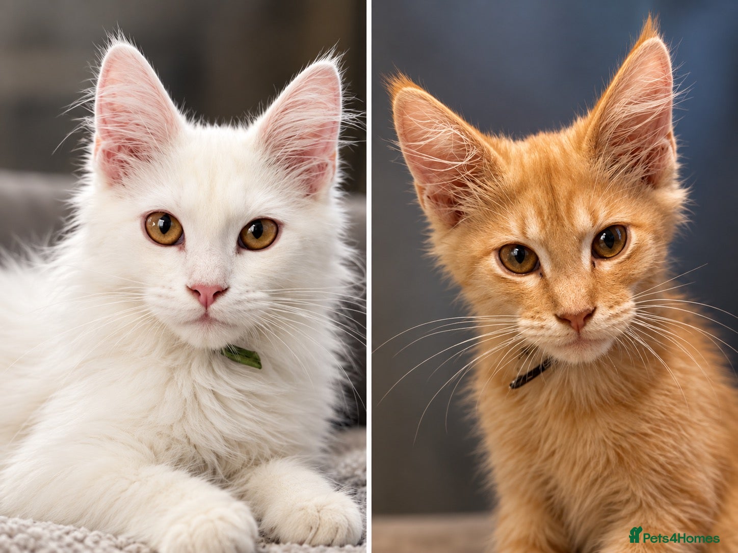 Maine Coon cats 🐾 Tica registered Maine coon kittens  - Advert 10