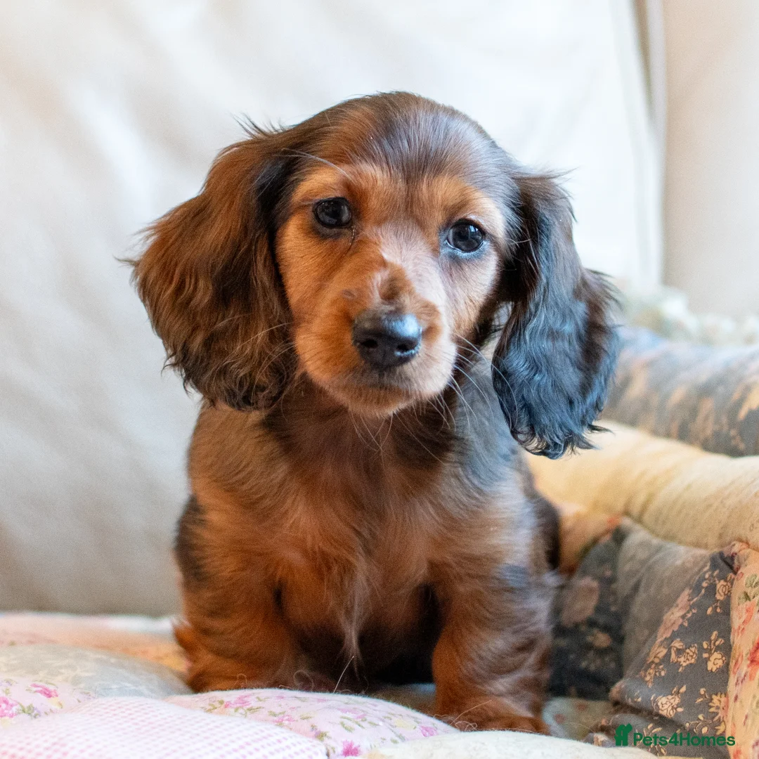 Miniature Dachshund dogs for sale:  Miniature Long-Haired Dachshund Puppies–Red Merle - Advert 32