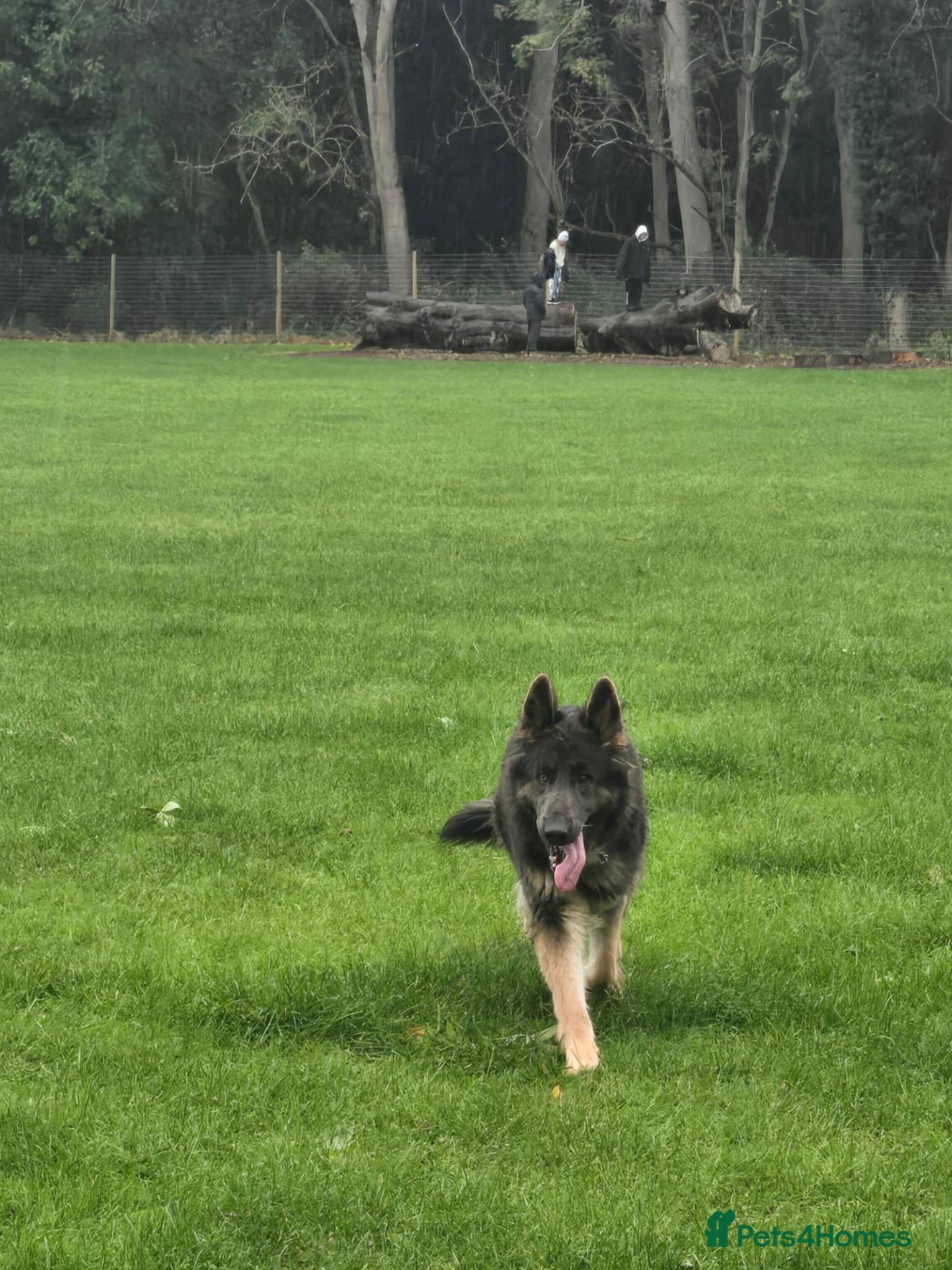 German Shepherd dogs for sale: Stunning long haired Blue/Tan female - Advert 12