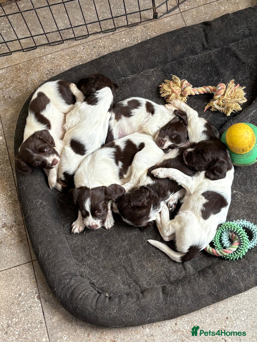 Sprocker dogs for sale: 8 glorious sprocker pups  - Image 4