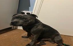 Staffordshire Bull Terrier dogs for stud: Blue staffy  - Image 4