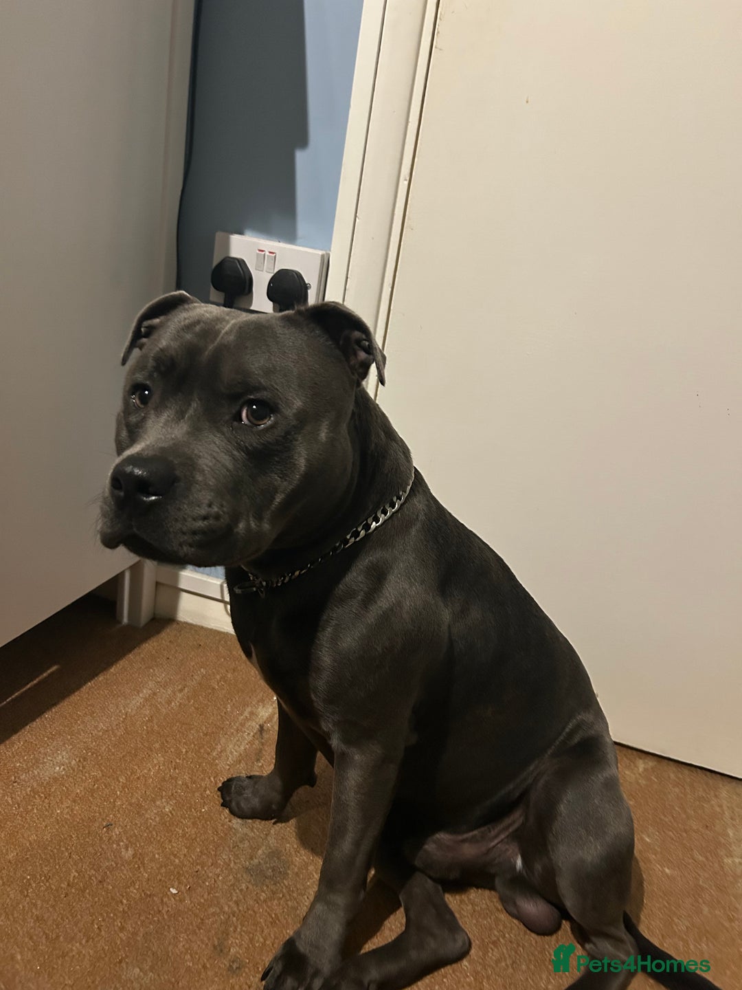 Staffordshire Bull Terrier dogs for stud: Blue staffy  - Image 4