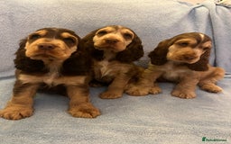 Cocker Spaniel dogs for sale: ADORABLE KC REG SHOW TYPE COCKER SPANIEL PUPPIES - Image 2