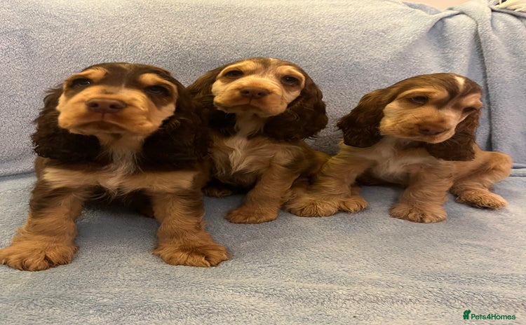 Cocker Spaniel dogs - Advert 4