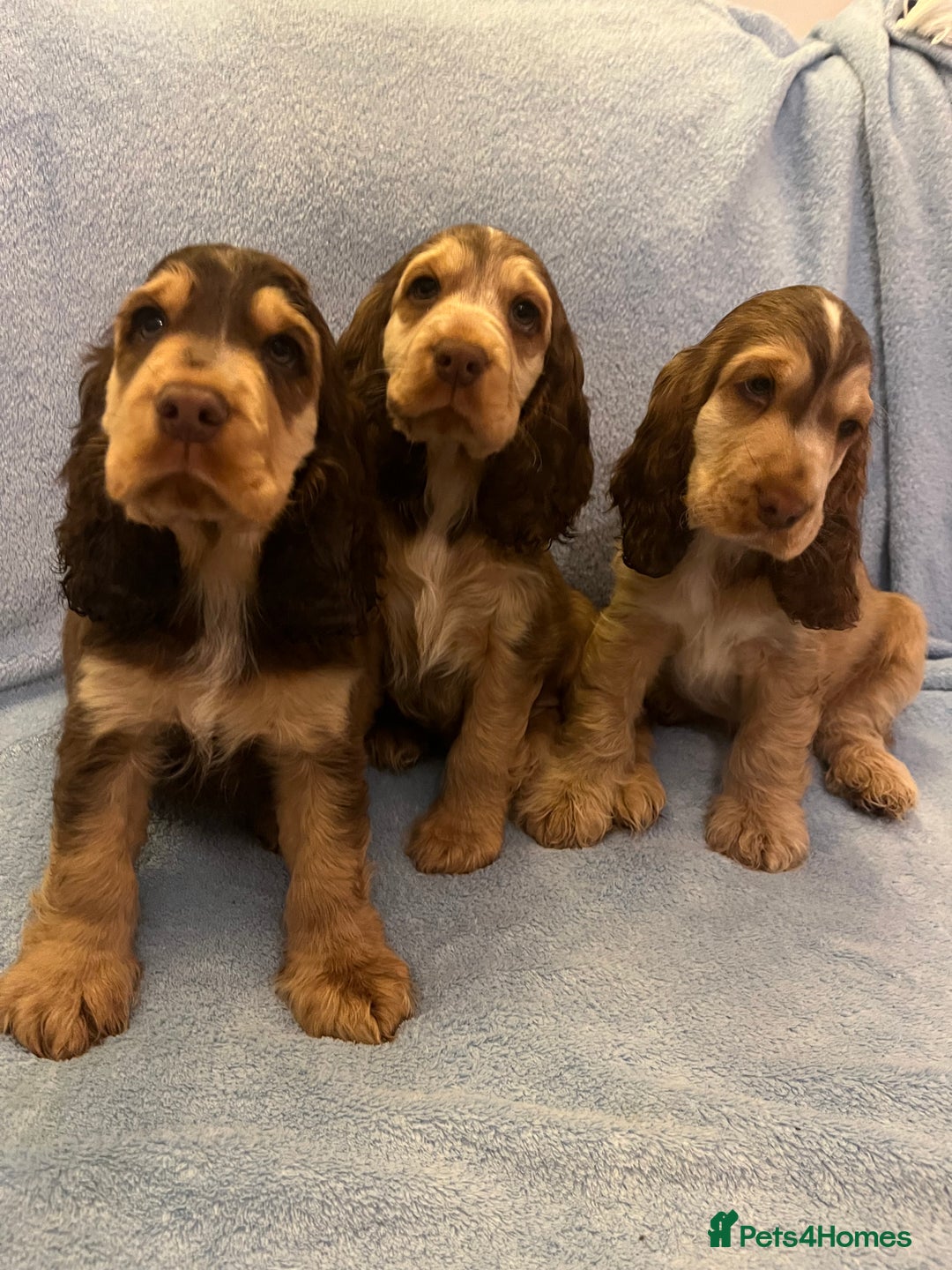 Cocker Spaniel dogs for sale: ADORABLE KC REG SHOW TYPE COCKER SPANIEL PUPPIES - Image 2