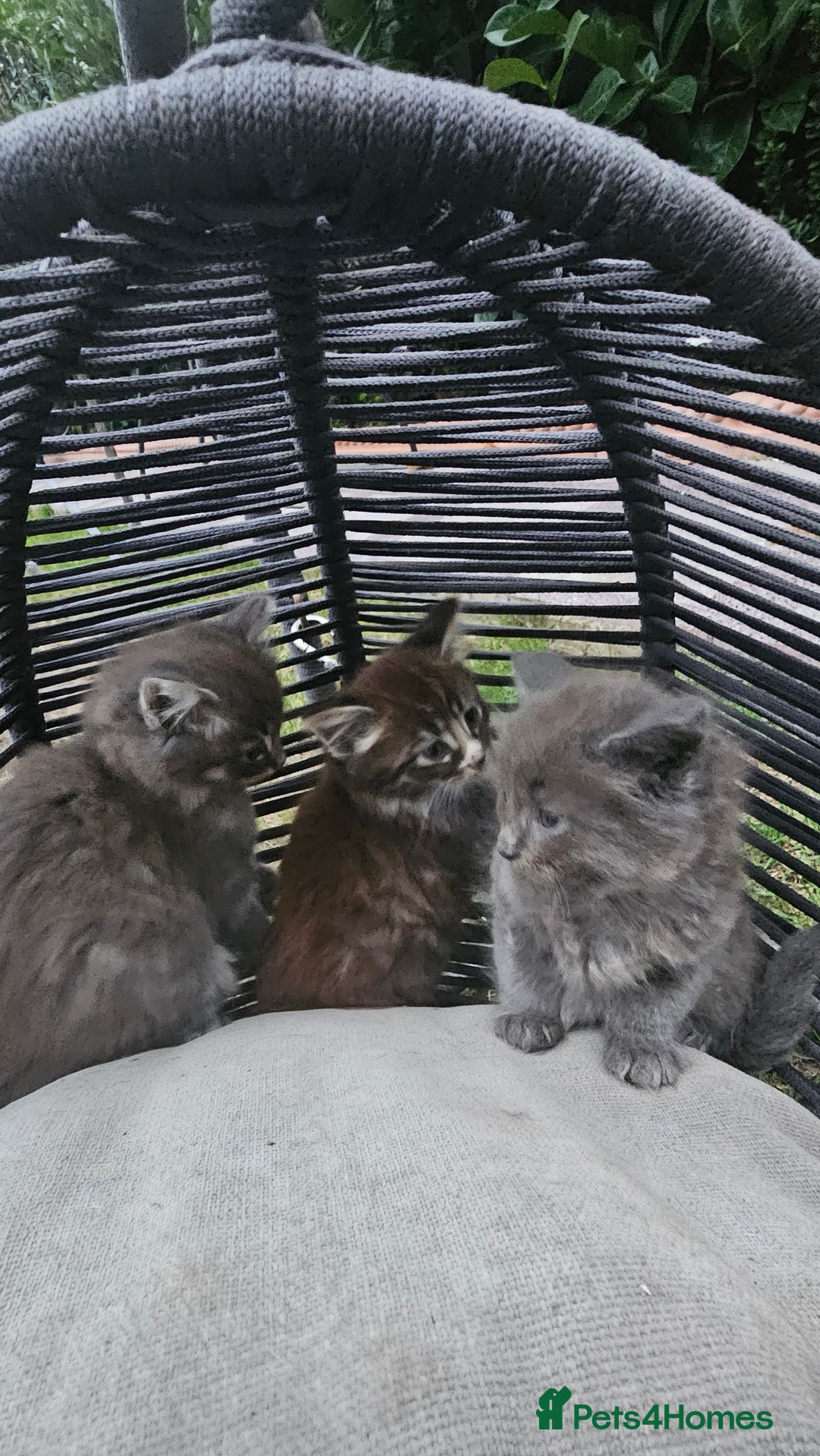 Persian cats for sale: Very beatifull perian kittens - Image 11