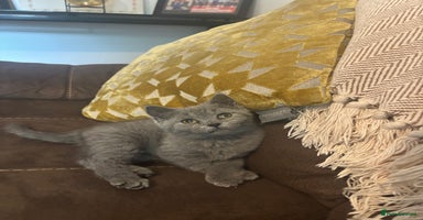 British Shorthair cats - Advert 5