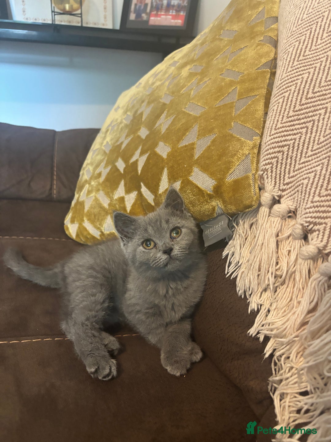 British Shorthair cats for sale: Beautiful BSH Kitten 1 Female remaining. GCCF  - Image 2