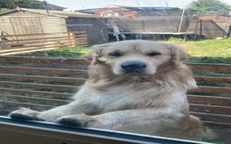 Golden Retriever dogs for sale: Golden retriever  - Image 2