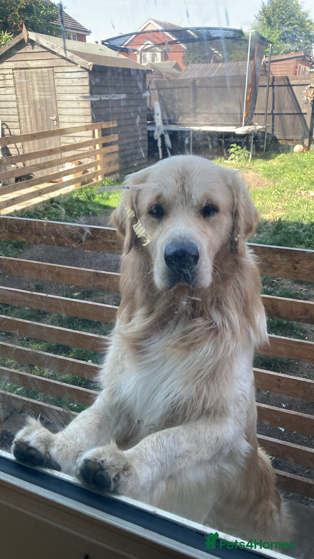 Golden Retriever dogs for sale: Golden retriever  - Image 2